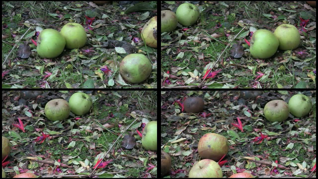 腐烂的秋季苹果