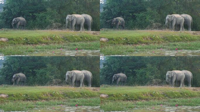 泰国素林的亚洲象泰国素林的亚洲象大象