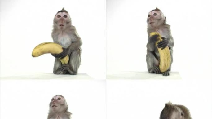 香蕉小猴子