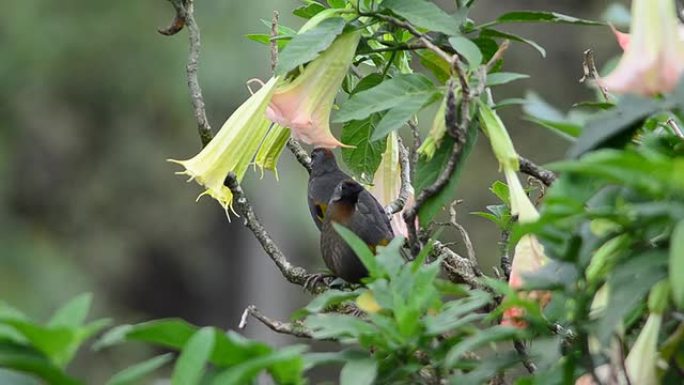 森林鸟野生动物保护生物生态飞翔飞鸟