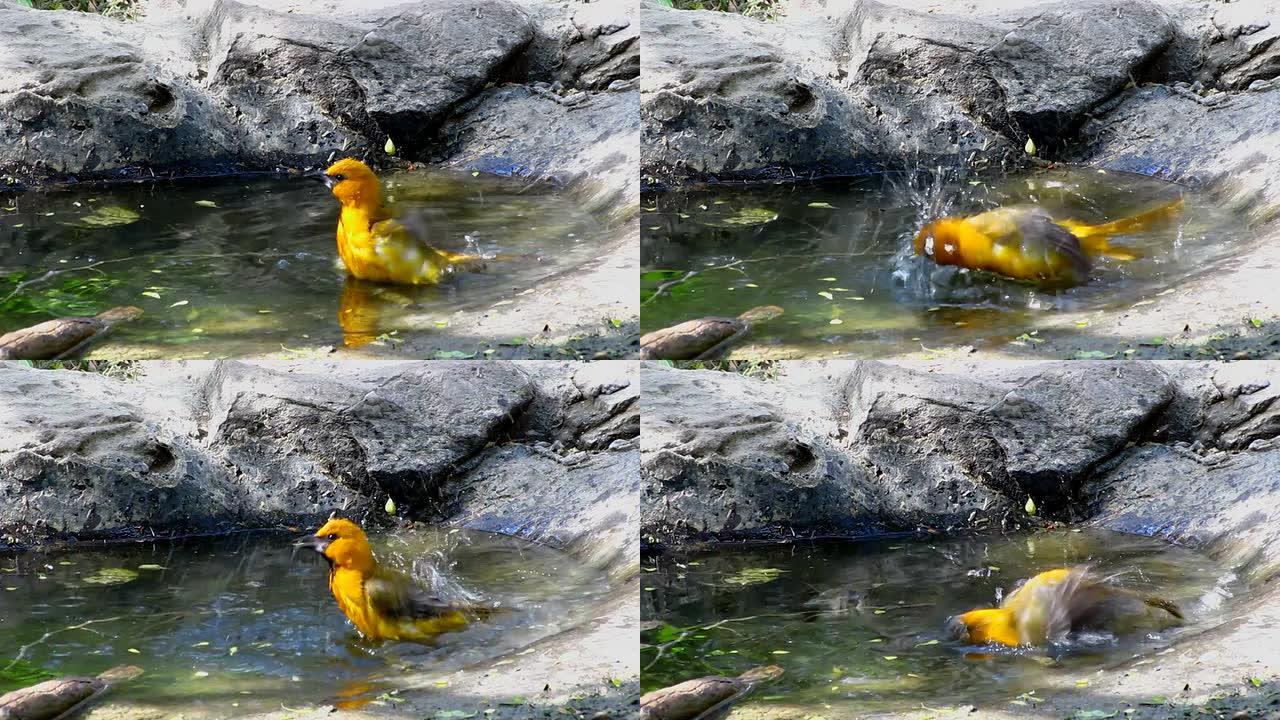 黄莺洗澡