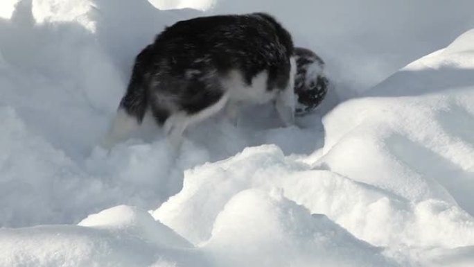 宠物边境牧羊犬在雪地里奔跑和追逐球