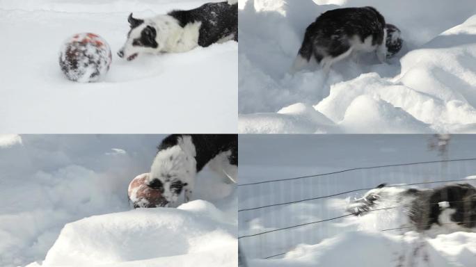 宠物边境牧羊犬在雪地里奔跑和追逐球