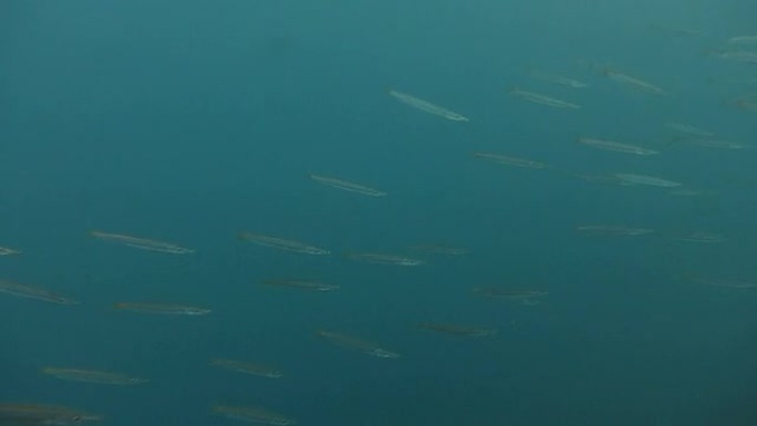 在水下游泳的黄尾梭鱼