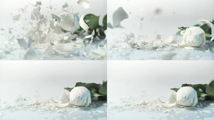 SLO MO冰冻白玫瑰在白色表面碎