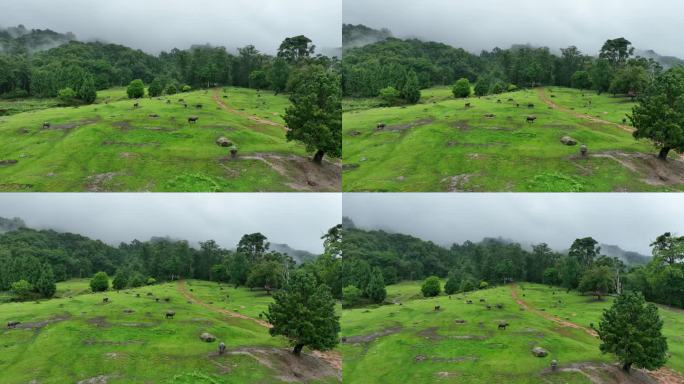 陇川县户撒乡美丽的高山牧场