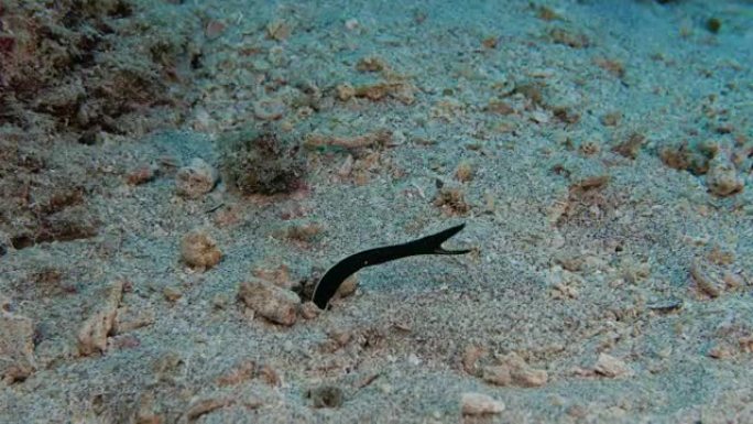 黑丝带海鳗藏在沙子里