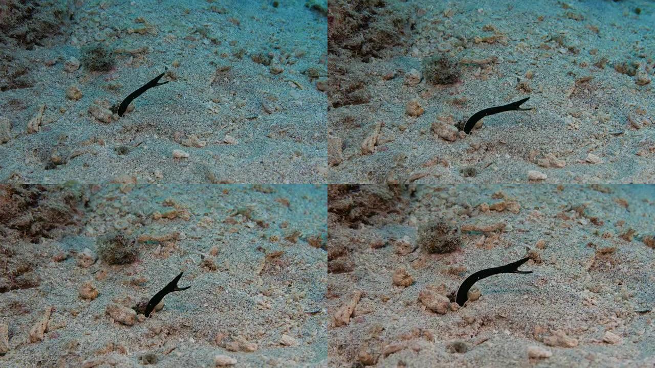 黑丝带海鳗藏在沙子里