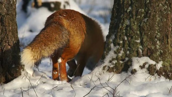 狐狐狸雪景