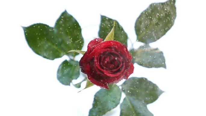 慢动作红玫瑰玫瑰花特写红色玫瑰雨水玫瑰