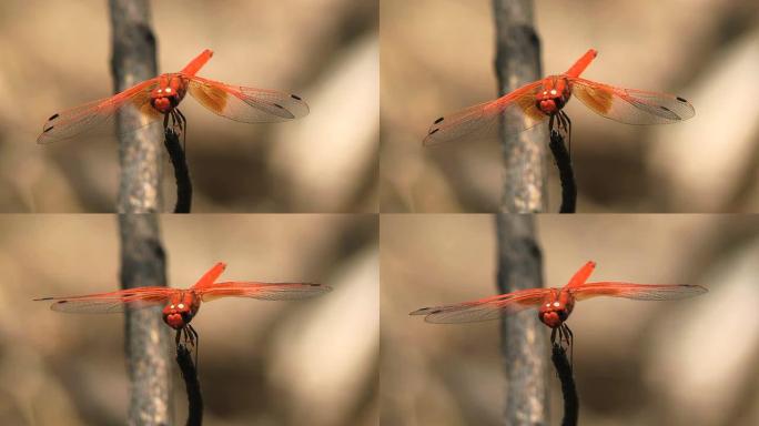 红蜻蜓测试翅膀的发育