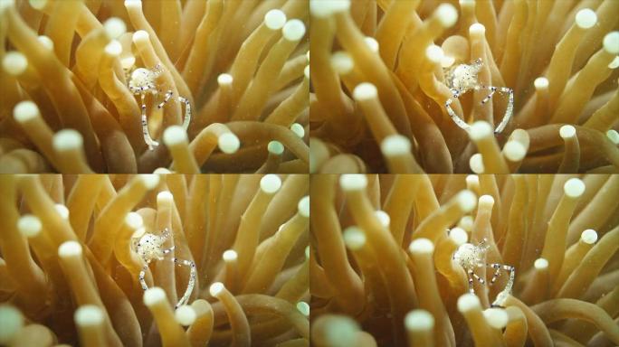 海葵虾热带鱼海洋大海野生动物