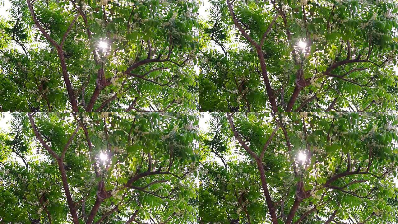 阳光树风林业绿化树林生态枝繁叶茂