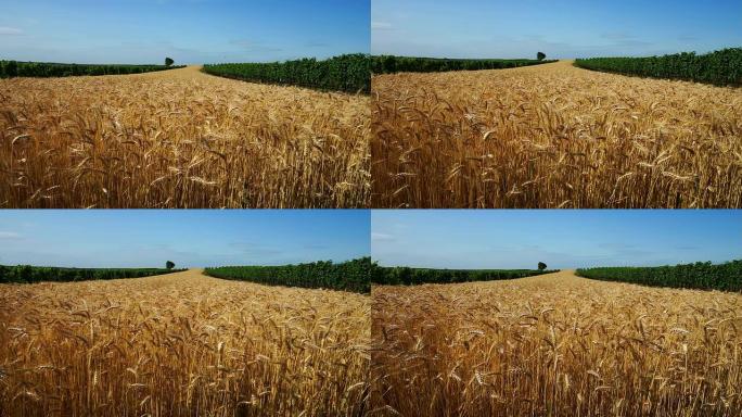 带有谷物植物的农业领域