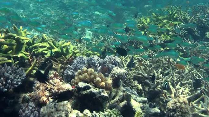 珊瑚园1潜水珊瑚岩珊瑚虫