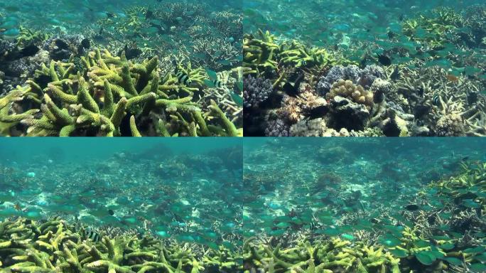 珊瑚园1潜水珊瑚岩珊瑚虫