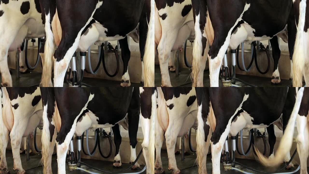奶牛挤奶机生产鲜奶