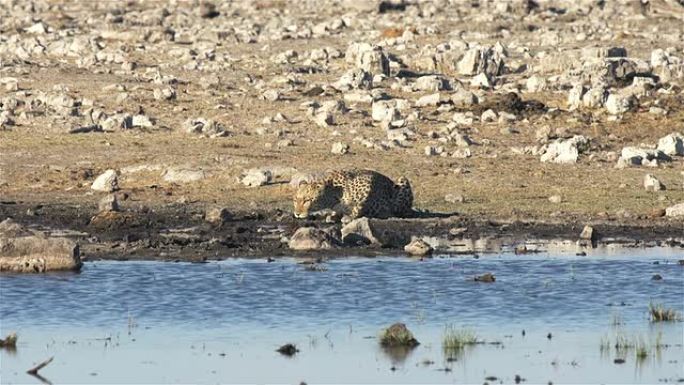 豹子栖息环境野外生存河边喝水