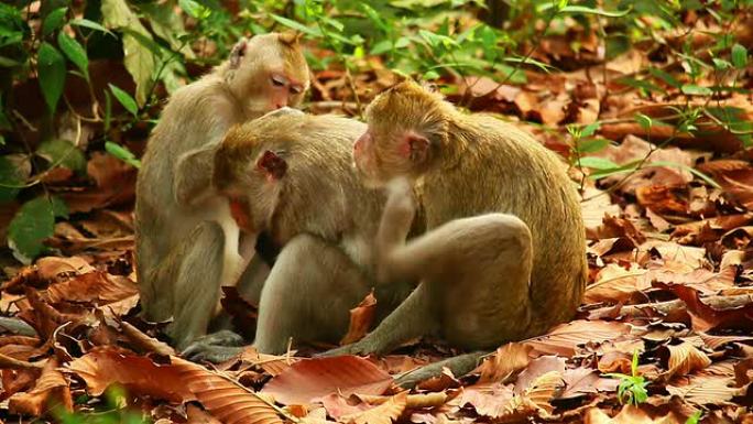 猴子模样的虱子动物园觅食动物