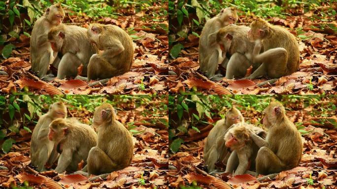 猴子模样的虱子动物园觅食动物