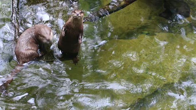 亚洲小爪水獭水獭