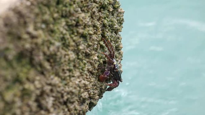 洛基海滩上吃螃蟹的食物