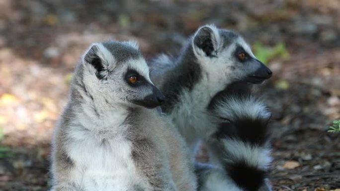 高清视频马达加斯加贝伦蒂保护区野生环尾狐猴