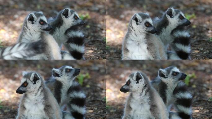 高清视频马达加斯加贝伦蒂保护区野生环尾狐猴