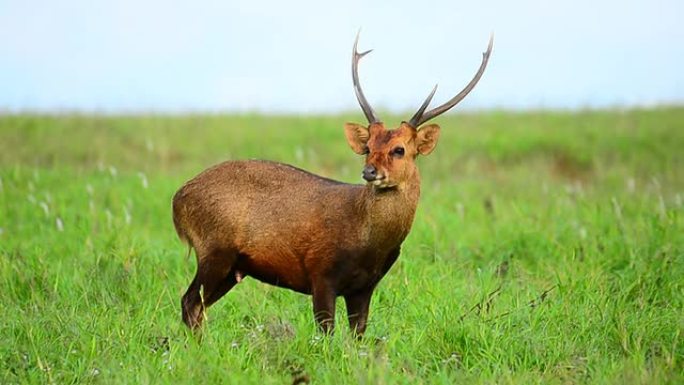 高清: 大自然中的鹿