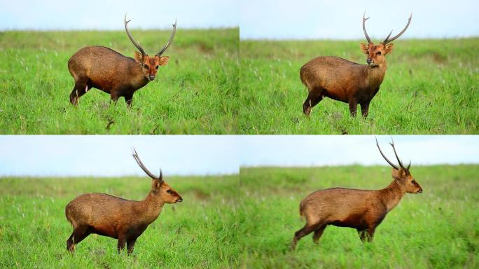 高清: 大自然中的鹿