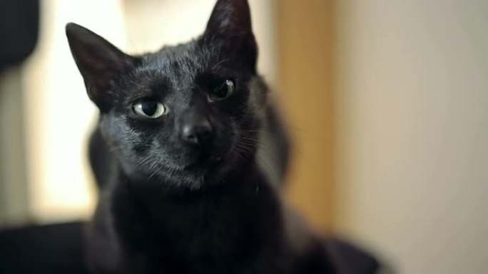美女黑猫好奇