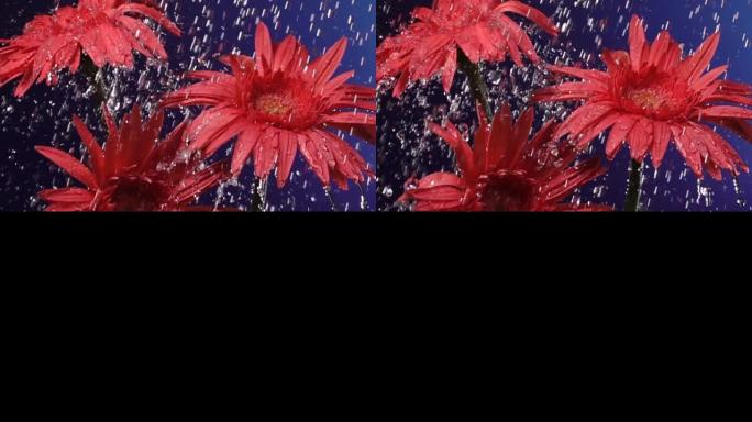 超级慢动作: 蓝色背景下雨中的雏菊花