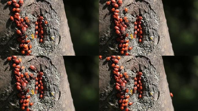 树上的红甲虫群。群居七星瓢虫
