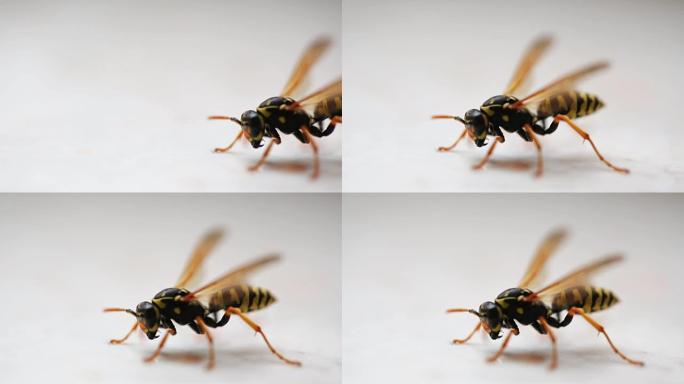 黄色和黑色黄蜂微距实拍视频素材