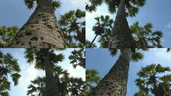 4K: 在棕榈树下旋转