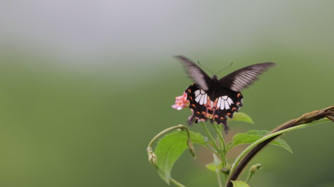 蝴蝶煽动翅膀吃花蜜的升格视频
