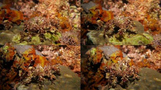 海藻装饰蟹海底