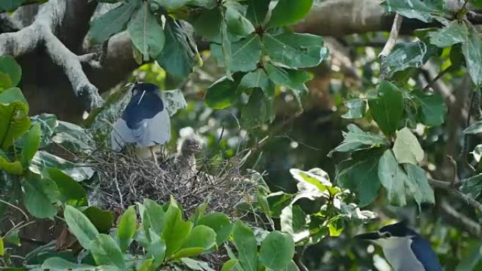 鸟 (黑冠夜鹭) 在树上的巢中带有挡板。