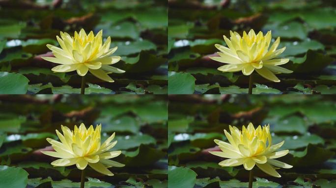 黄色的莲花在早晨，慢动作。