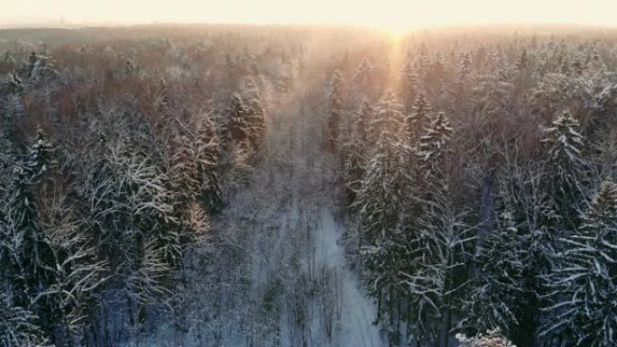 冬季森林的航拍照片。飞越白雪皑皑的太阳森林，在白色的树木上落下橙色。寒冷的早晨。冬季景观