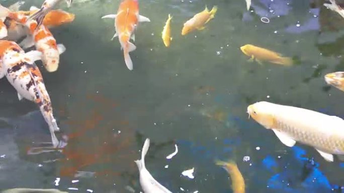 花式鲤鱼在游泳