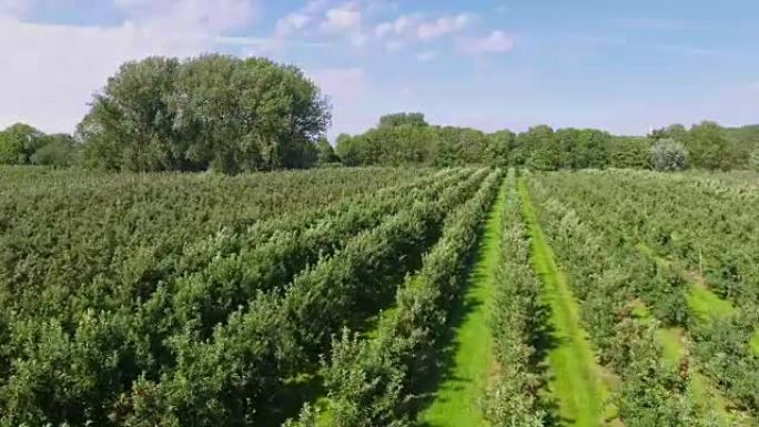 德国汉堡附近 “Altes Land” 苹果种植园的鸟瞰图