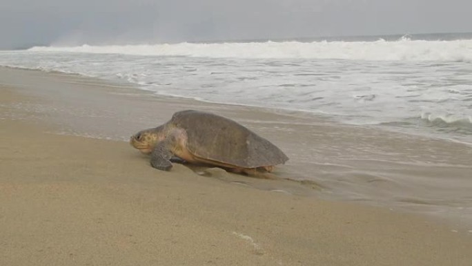 橄榄里德利海龟一只乌龟乌龟爬特写