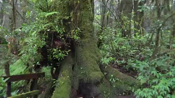 雨林大树树干树根