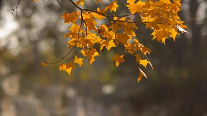 平移: 深绿色场景中的黄色枫树树枝