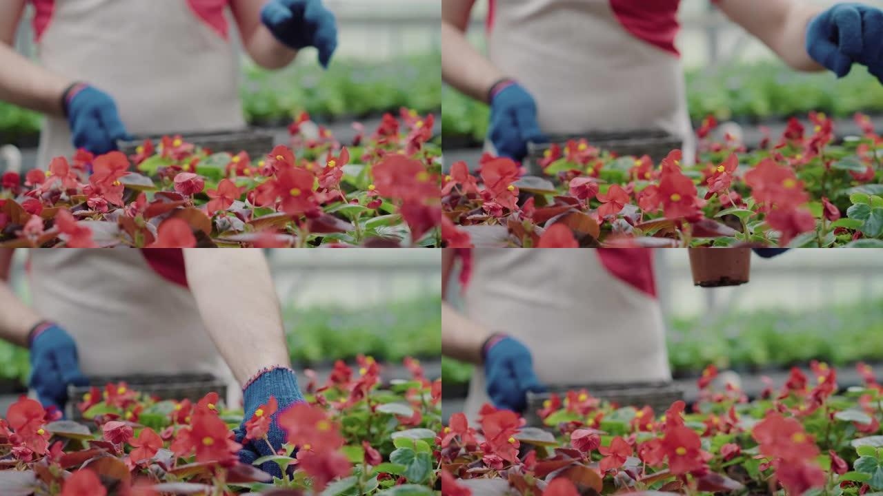 无法辨认的模糊工人接近温室中的红花，并用一株植物花盆。在温室工作的专业高加索园丁。农学、园艺、生物学