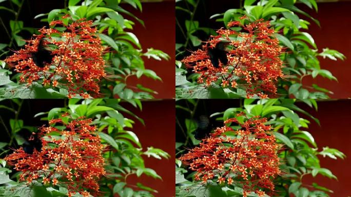 红色花朵上五颜六色的蝴蝶。