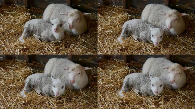 近距离咀嚼羔羊头，草地上的绵羊，田野，耕种