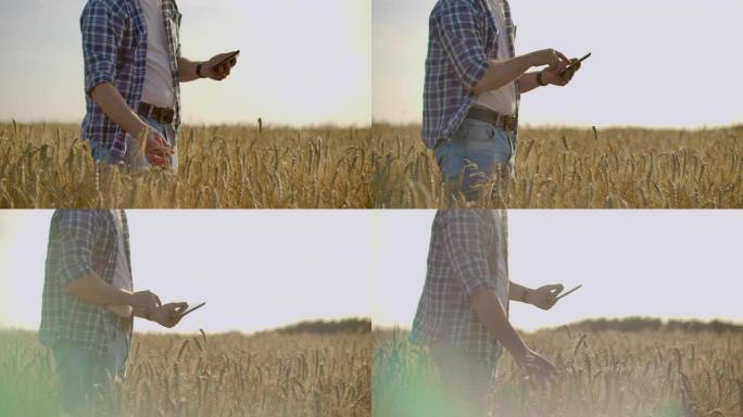 一个戴着帽子和牛仔裤的男人，戴着一块癌症药片，抚摸着黑麦和大麦的芽，检查种子，并在日落时将手指按在触