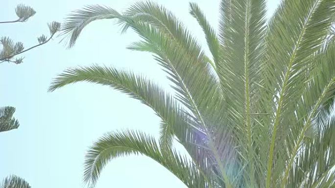 4k蓝天上的棕榈树视频